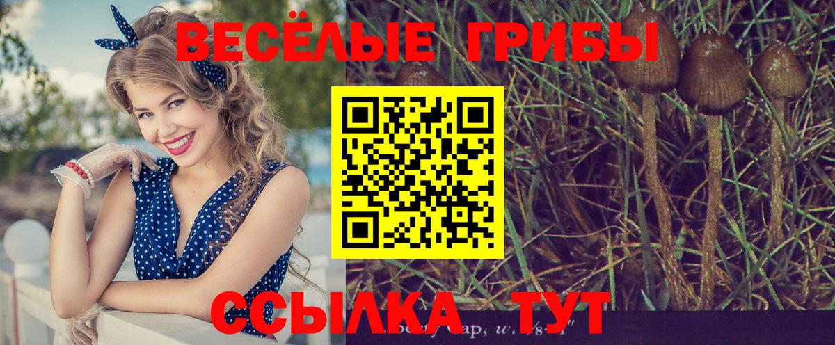 Псилоцибиновые грибы Psilocybe Вязьма